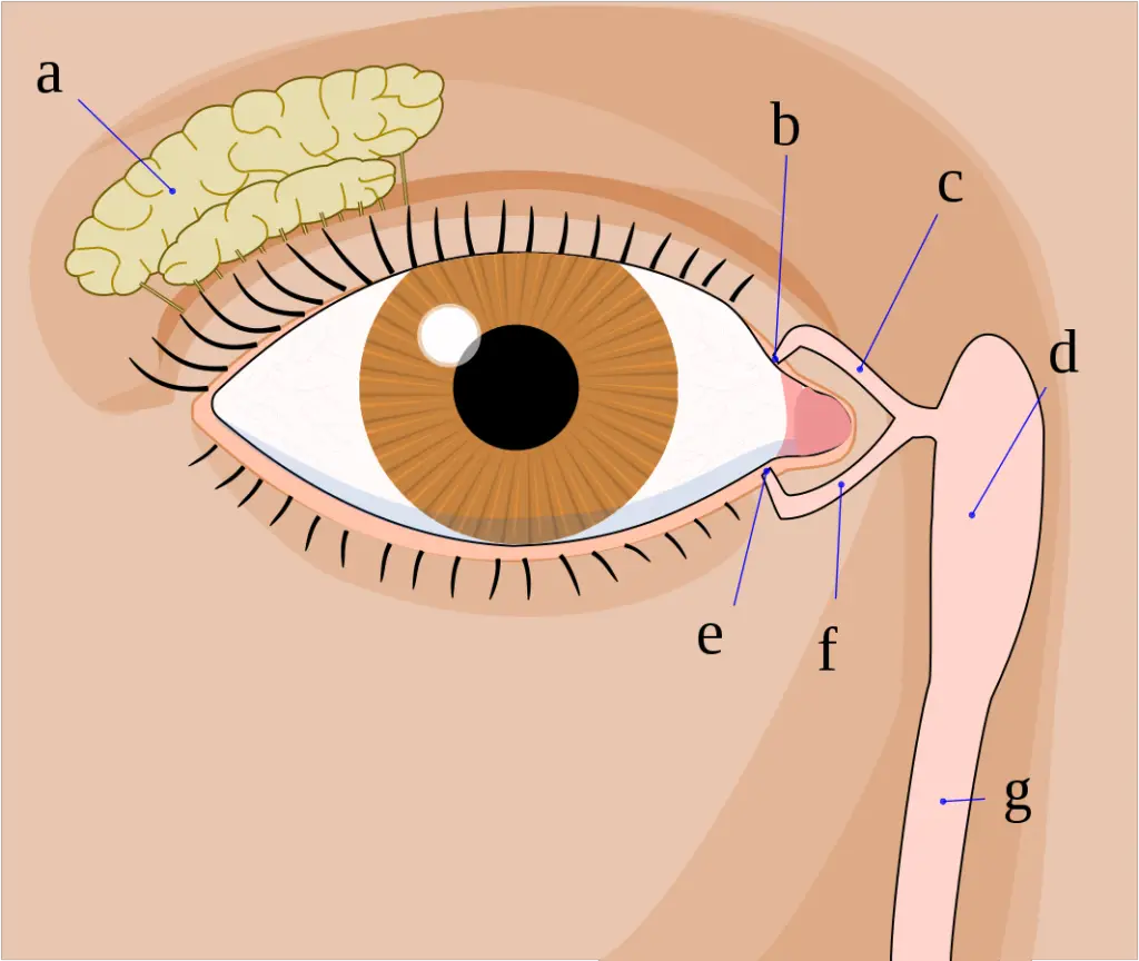 oeil bouché bébé