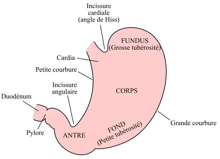 reflux bébé