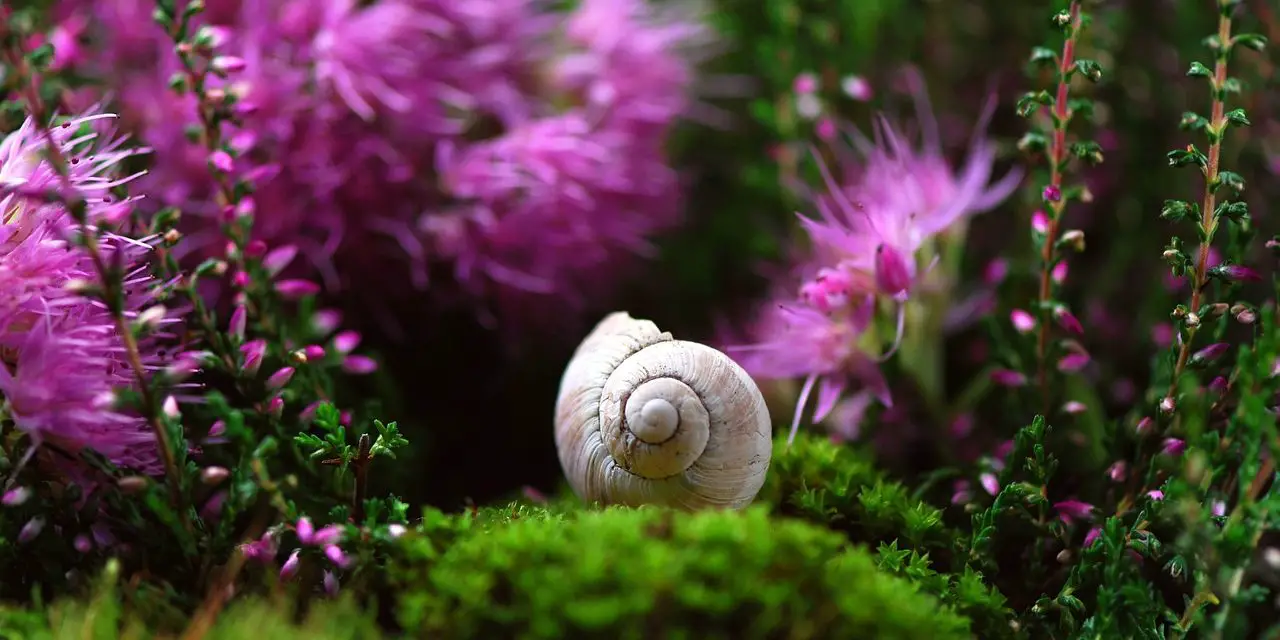 Découverte de la signification symbolique des escargots : Une exploration spirituelle