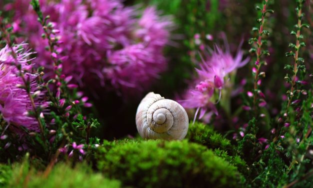 Découverte de la signification symbolique des escargots : Une exploration spirituelle