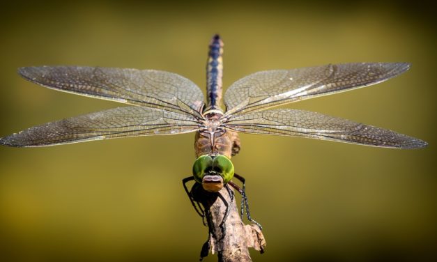 Déverrouiller la signification symbolique des libellules : Un guide spirituel