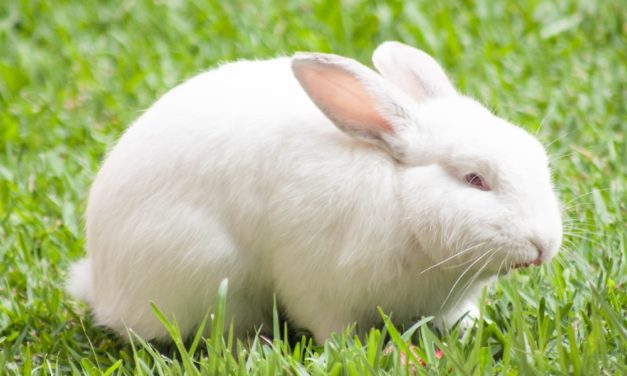 Découvrir la signification symbolique du lapin blanc : une exploration spirituelle